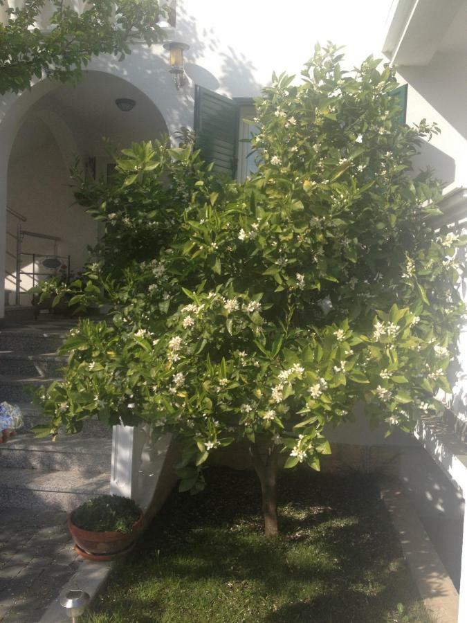 Apartmani Vukicevic Vodice Exteriér fotografie